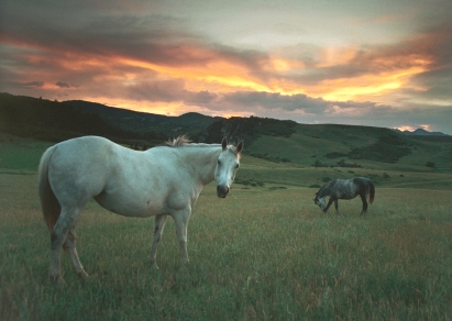 Douglas County Colorado Horse Property near Parker