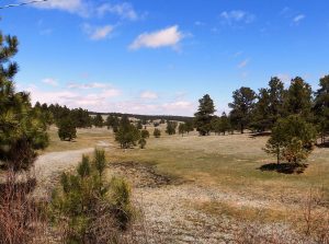 Black Forest Colorado Land Homes